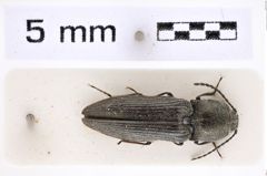 Foto (Dorsalansicht) von Cidnopus pilosus (Leske, 1785) (NHMW-ZOO-COL-0007812)